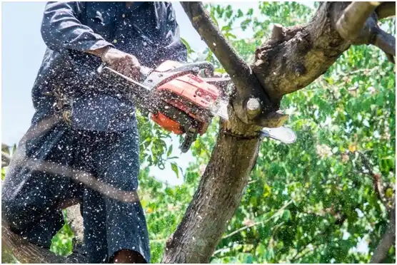 tree services West Falls Church